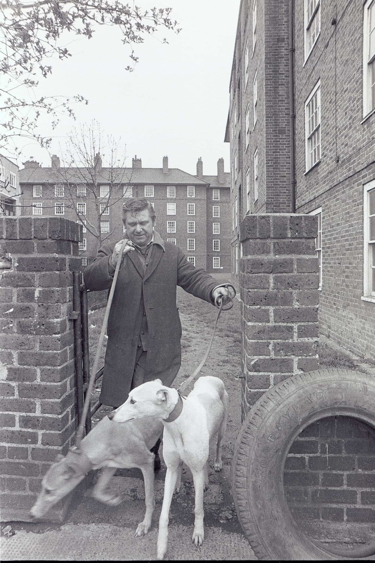 man with two greyhound dogs walking out the gate of a housing estate