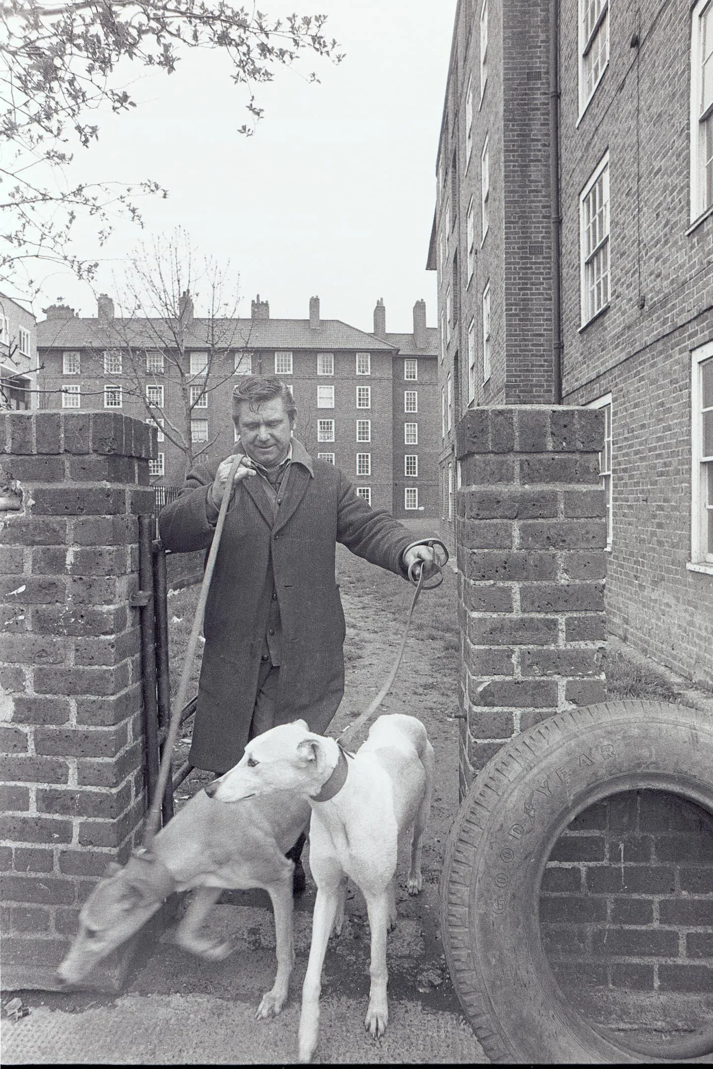 man with two greyhound dogs walking out the gate of a housing estate