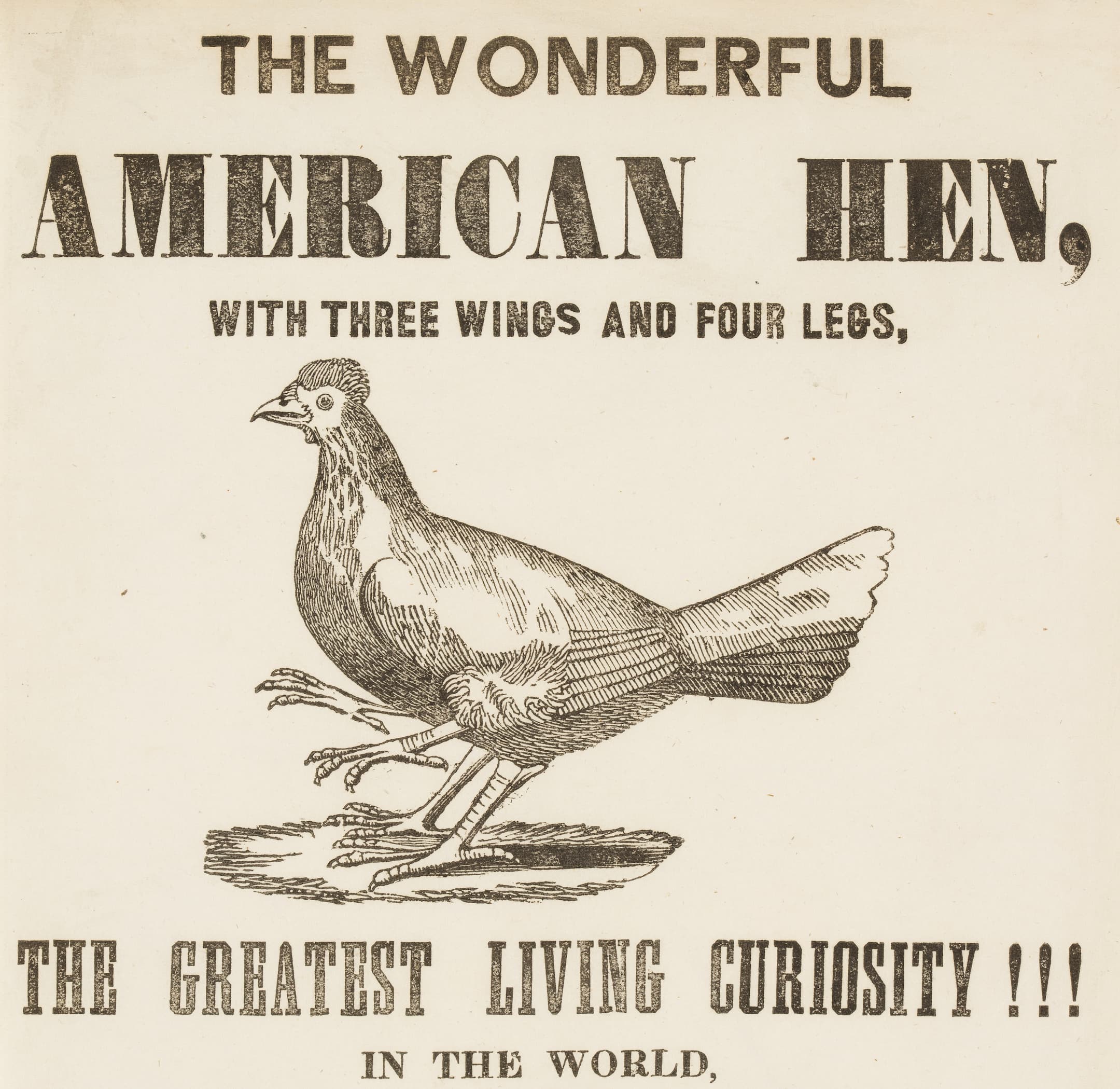 a picture of a hen with the text the greatest living curiosity