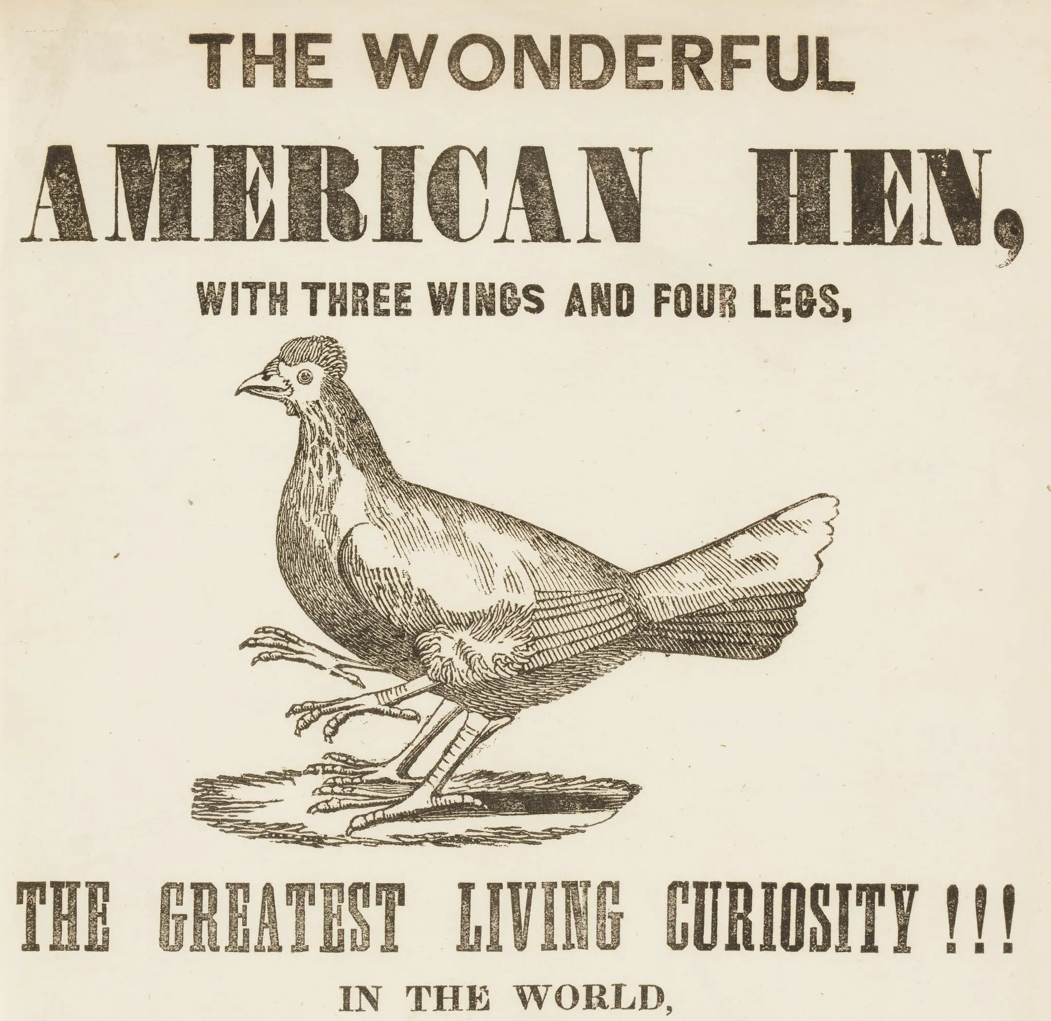a picture of a hen with the text the greatest living curiosity