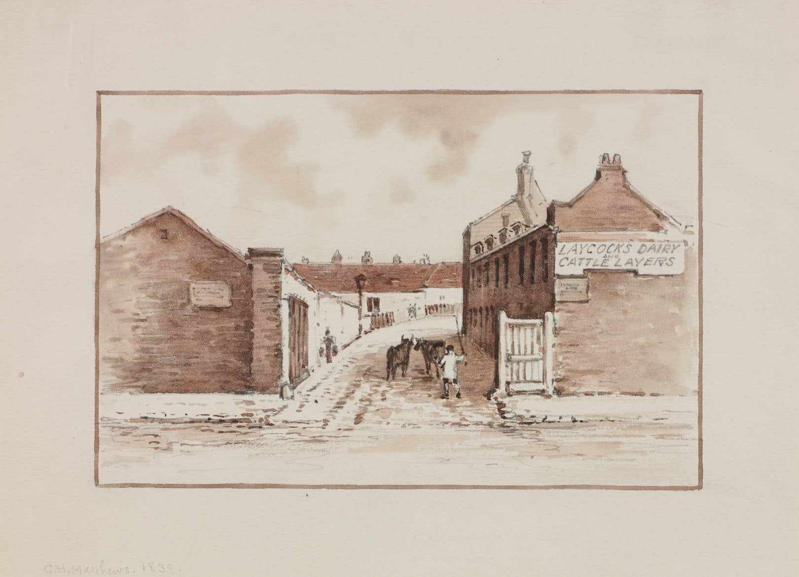 entrance to Laycock's dairy with cattle being herded through the gate