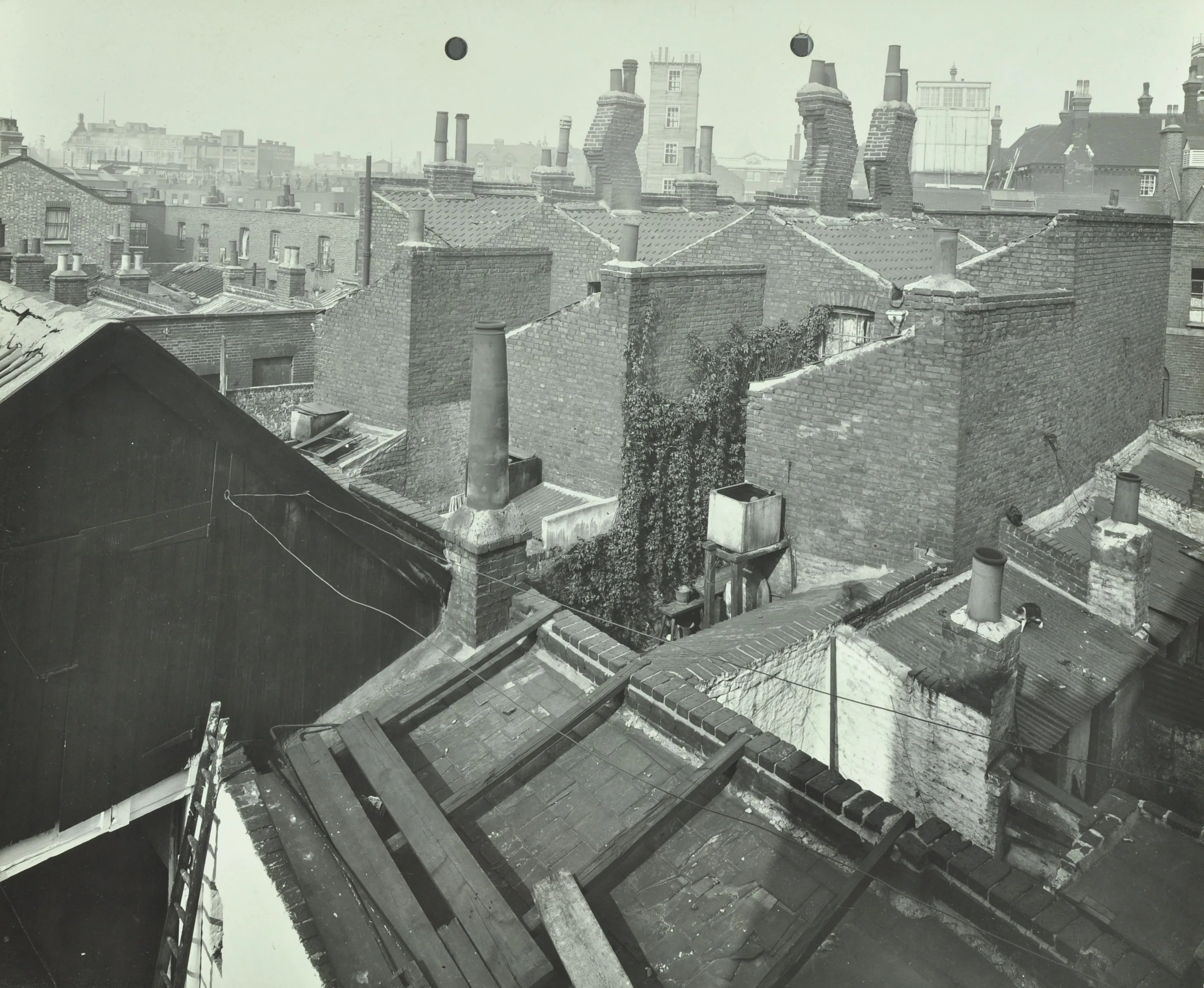 Rooftops showing chimneys and ivy up the wall and a ladder in the foreground