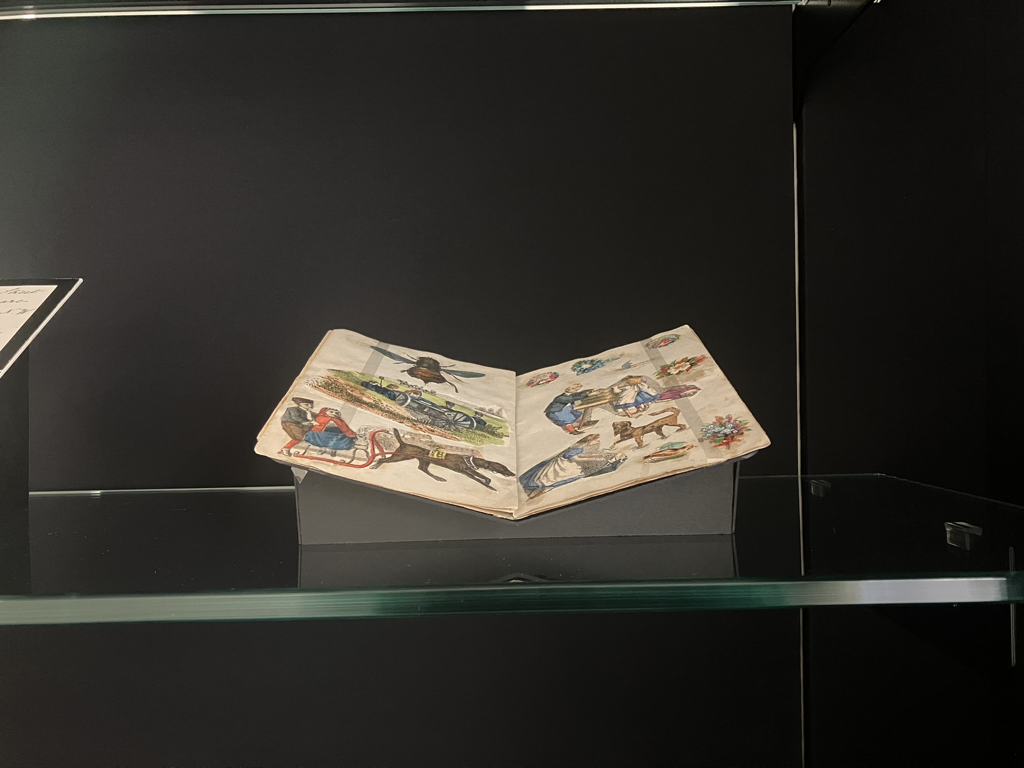 Victorian scrapbook with insects and flowers.